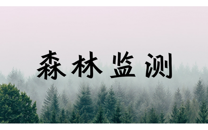 2025年森林監測結果摘要